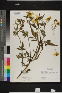 Bidens aristosa image