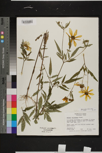 Bidens aristosa image