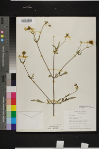 Bidens aristosa image