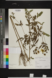 Bidens aristosa image