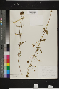 Bidens aristosa image