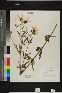 Bidens aristosa image