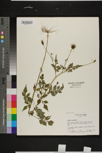 Bidens bipinnata image