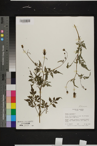 Bidens bipinnata image