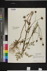 Bidens bipinnata image