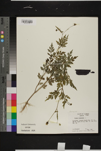 Bidens bipinnata image