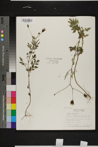 Bidens bipinnata image