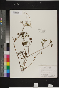 Bidens discoidea image