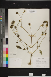 Bidens discoidea image