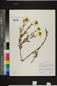 Bidens laevis image