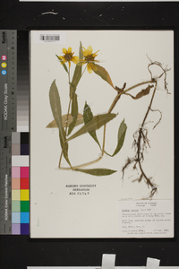 Bidens laevis image