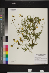 Bidens mitis image