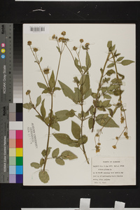 Bidens pilosa image