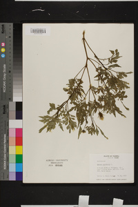 Bidens bipinnata image