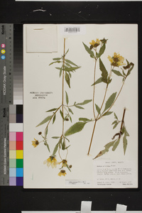 Bidens aristosa image