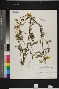 Bidens aristosa image