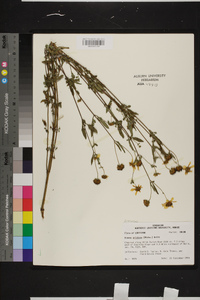 Bidens aristosa image