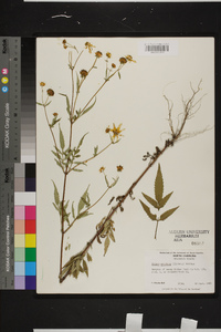 Bidens aristosa image