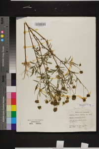 Bidens aristosa image