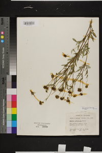 Bidens aristosa image