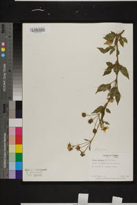 Bidens pilosa image