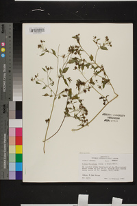 Bidens discoidea image