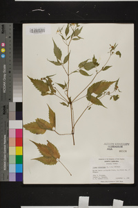 Bidens discoidea image