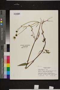 Bidens laevis image