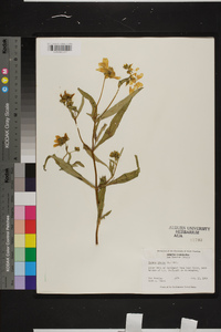 Bidens laevis image