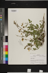 Bidens pilosa image