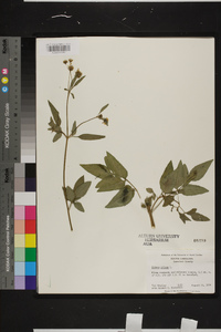 Bidens pilosa image