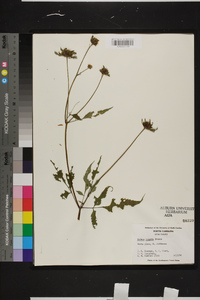 Bidens vulgata image