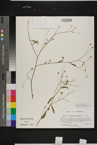 Boltonia apalachicolensis image