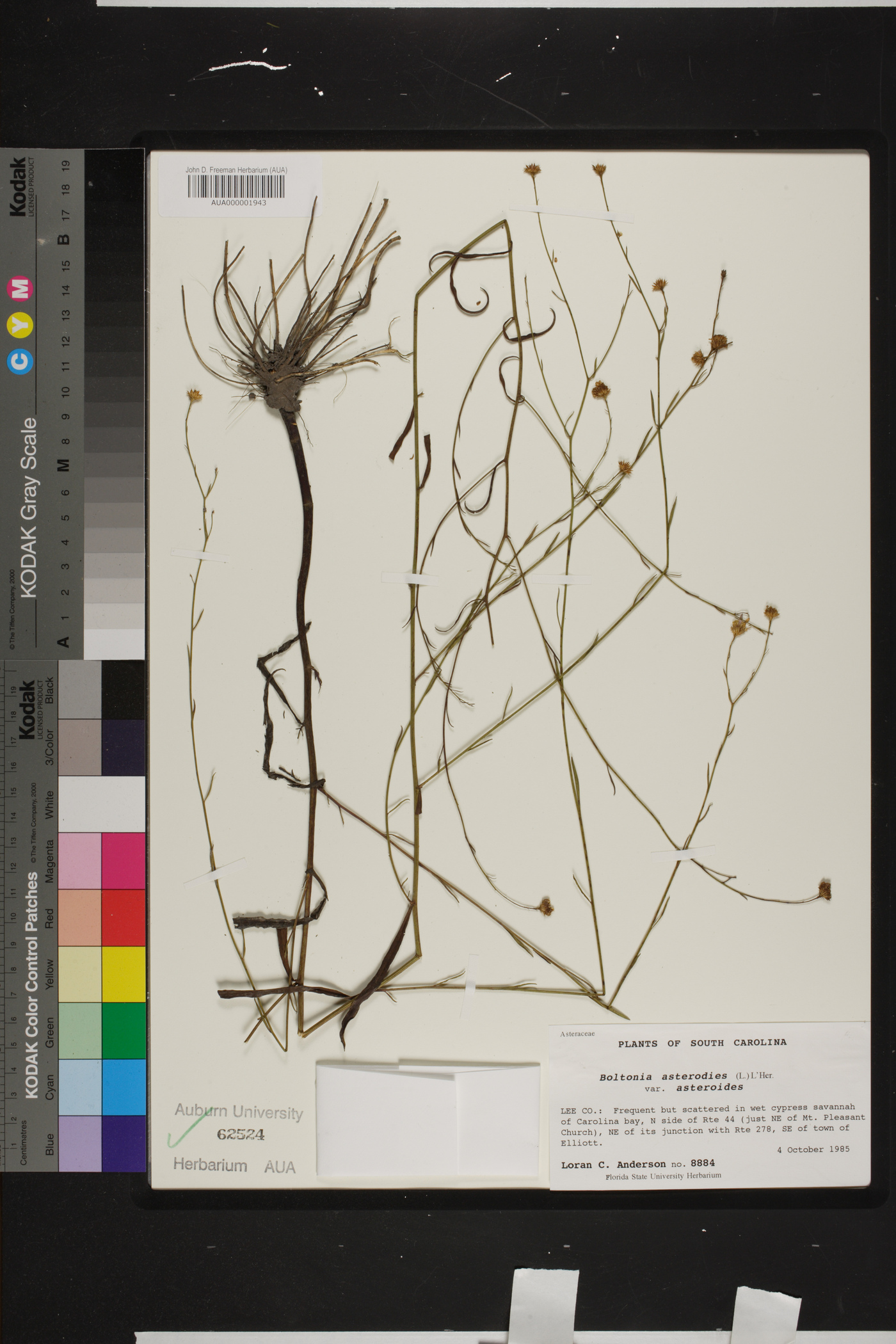 Boltonia asteroides var. asteroides image