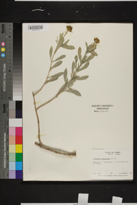 Borrichia arborescens image