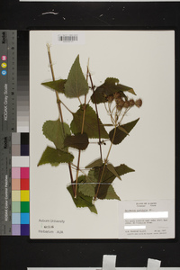 Brickellia cordifolia image