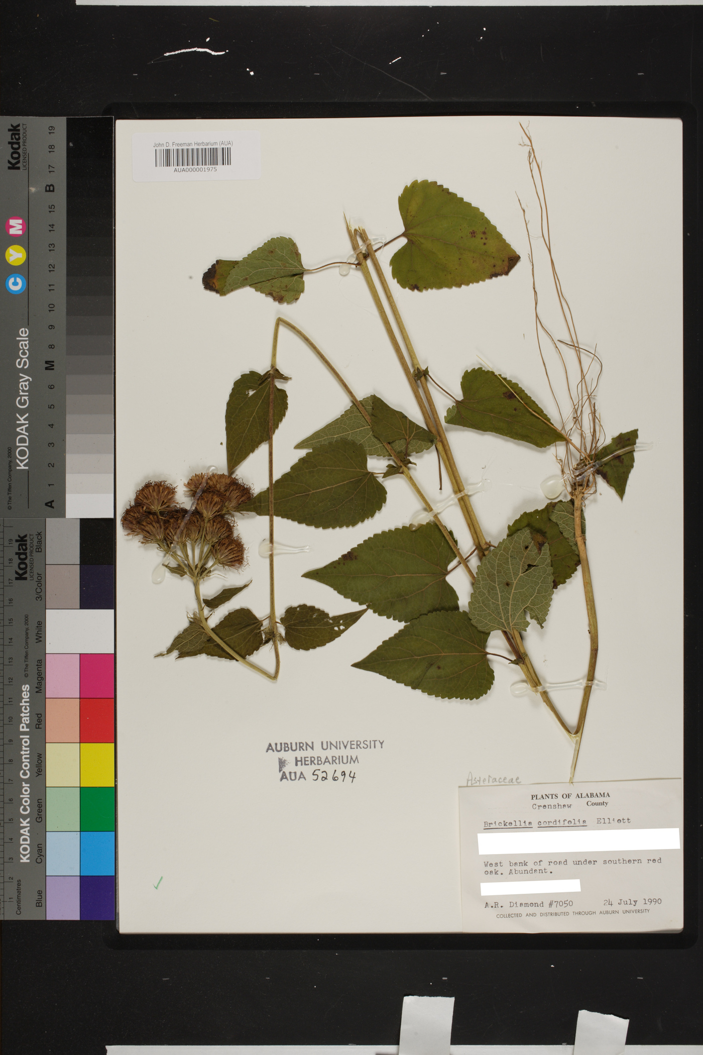 Brickellia cordifolia image