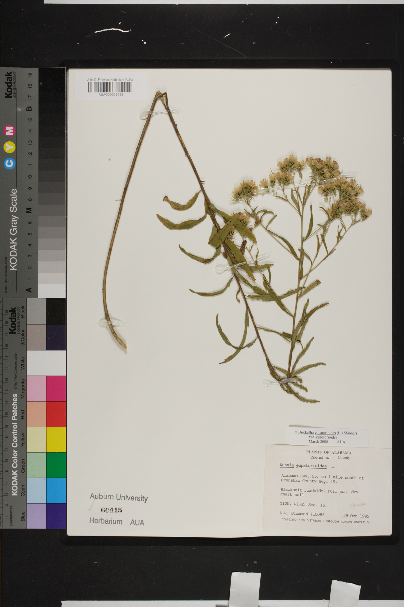 Brickellia eupatorioides var. eupatorioides image