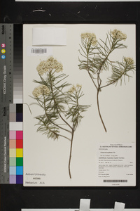 Cassinia longifolia image