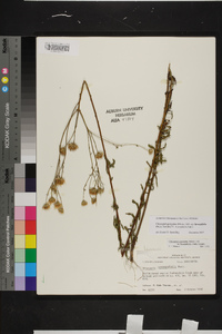 Chrysopsis gossypina subsp. hyssopifolia image