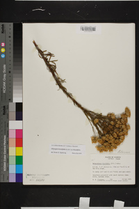Chrysopsis linearifolia subsp. linearifolia image