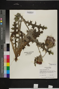 Cirsium horridulum image