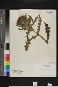 Cirsium horridulum image