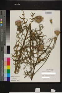 Cirsium muticum image