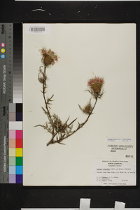 Cirsium discolor image