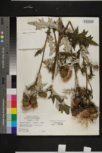 Cirsium altissimum image