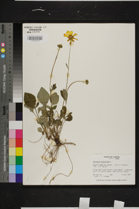 Coreopsis auriculata image