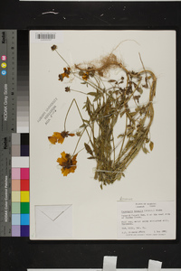 Coreopsis basalis image