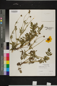 Coreopsis basalis image