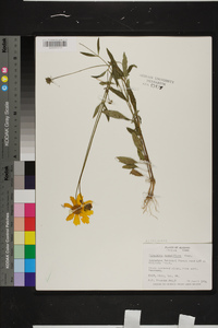 Coreopsis grandiflora image